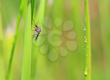 small midge on green background