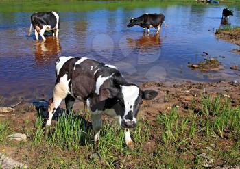 small calf on river coast