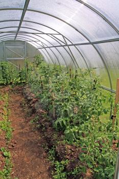 young tomatoes in plastic hothouse