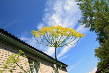 ripe dill on cloudy background