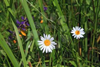 white daisywheels on vegetable background