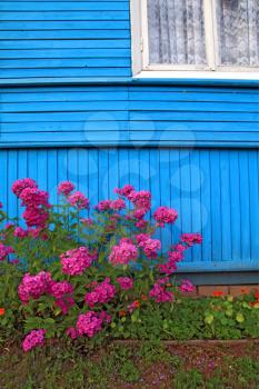 flowerses near wall of the wooden building