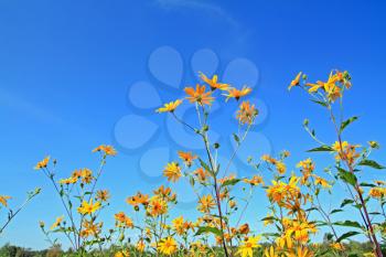 yellow field flower on celestial background