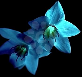 Blue flowers with green glowing heart on a black background.                     