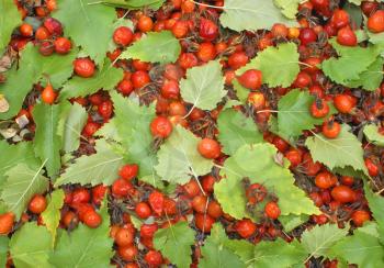 Photo, fruits Preserves
                   