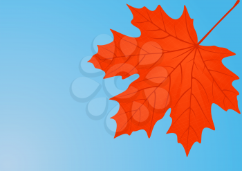 Autumn red maple leaf, file EPS.8 illustration. 
