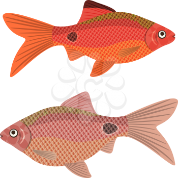 Exotic aquarium fish rosy barb, EPS10 - vector graphics.