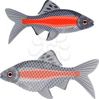Exotic aquarium fish sort karpovy ticto barb, EPS10 - vector graphics.