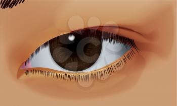 Female brown eye, vector illustration EPS 10