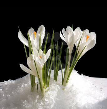 Crocus Stock Photo