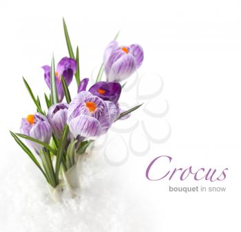 Crocus Spring Stock Photo