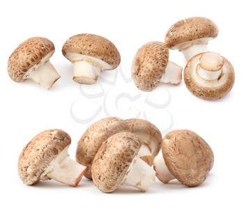 Mushroom Photo Object