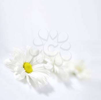 Camomile Stock Photo