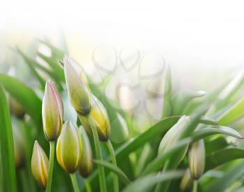 flower bud in green grass