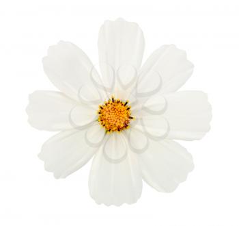 white flower isolated with clipping path