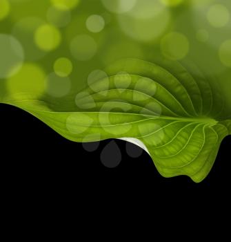 green leaf background