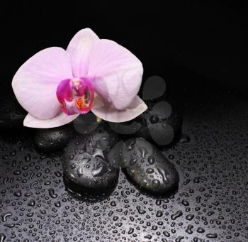 orchid flower with black stones