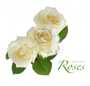 three white roses isolated on white