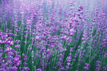 Lavender flowers in field