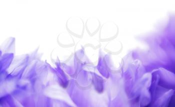 Soft focus cornflower background with copy space. Made with lens-baby and macro-lens.