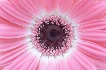 pink gerbera flower closeup background