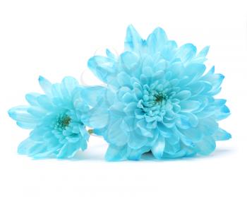 blue chrysanthemum flower on white