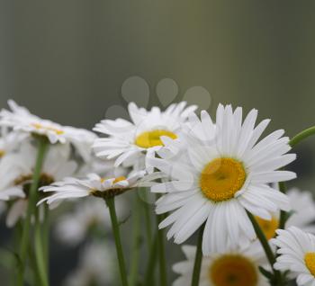 chamomile flower bouquet