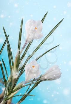 spring crocus flower in snow