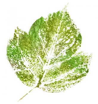 green stamp of leaf isolated on white