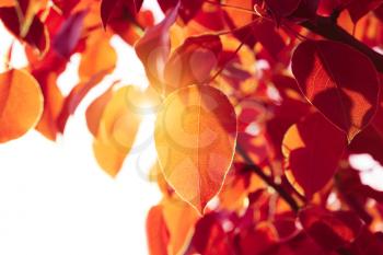 sun light on autumn leaf