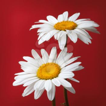 camomile flower on red