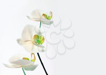 orchid bouquet on white background
