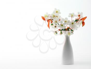 cherry twig branch in bloom in vase