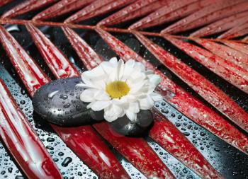 black stones with flower on drop background