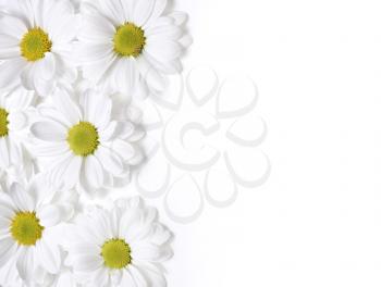 chamomiles flower on white isolated background