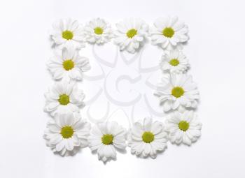 white camomile frame on white background