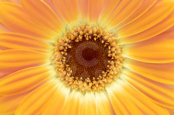 yellow gerbera flower closeup background