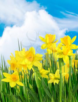 Spring yellow flowers against the blue sky