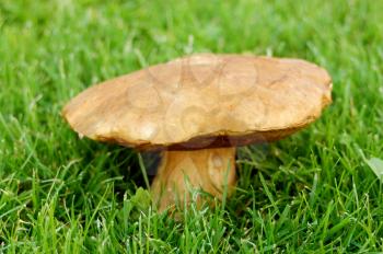 mushroom in a grass on isolated.
