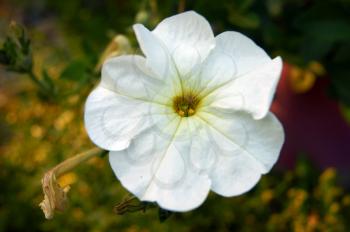 Beautiful flower of the white colour in year garden
