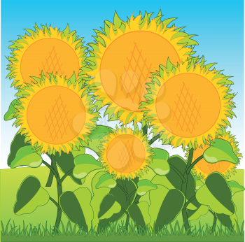 Much plants sunflower on field by summer