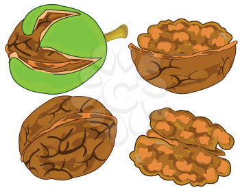 Vector illustration of the south fruit walnut