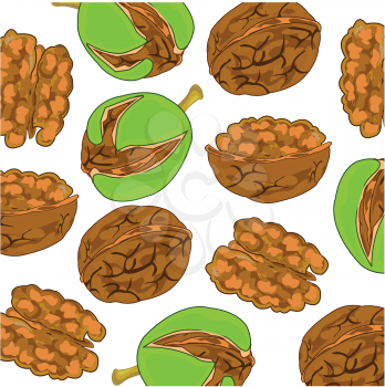 Vector illustration ripe walnut on white background