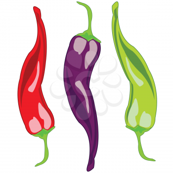 Vector illustration of the vegetable pepper chile of the varied colour