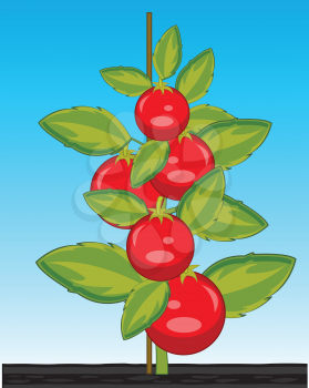 Vector illustration ripe red tomato on bush in ground