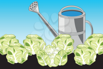 Vector illustration of ground and harvests of the vegetable cabbage in ground