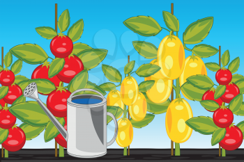 Vector illustration of the harvest two sorts tomato on area