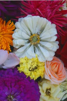 Beautiful bouquet from ensemble flower miscellaneous of the colour