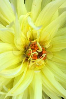 Bright and colorful flower of the wanted colour aster