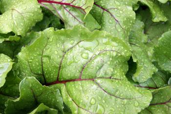 Sheet of the vegetable beet with drop rain